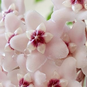 Meet your Posher, Subin